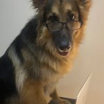 Otto, a German Shephard dog, with glasses standing on laptop keyboard